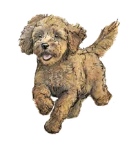 Hugo the dog, running